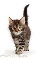 Tabby Persian-cross kitten, 7 weeks old, walking