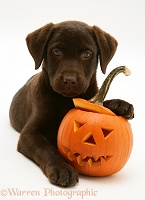 Chocolate Retriever pup with Jack-o-lantern pumpkin