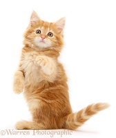 Ginger Maine Coon kitten with raised paws