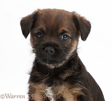 Border Terrier puppy, 5 weeks old