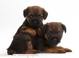 Border Terrier puppies, 5 weeks old