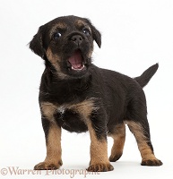 Border Terrier puppy, 5 weeks old, playfully snapping