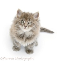 Maine Coon kitten, 7 weeks old, looking up