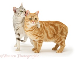 Silver tabby cat licking her ginger brother's ear