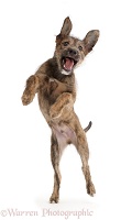 Brindle Lurcher dog puppy jumping up
