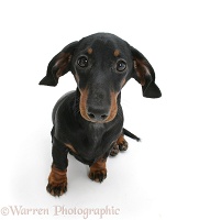 Black-and-tan Miniature Dachshund, sitting and looking up