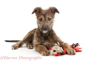 Brindle Lurcher dog puppy lying head up with ragger toy