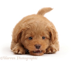 Playful F1b Toy Goldendoodle puppy