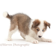 Playful Sable-and-white Border Collie