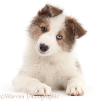 Sable-and-white Border Collie puppy