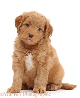 F1b Toy Goldendoodle puppy, sitting