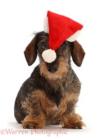 Wire haired Dachshund Wearing a Santa Hat