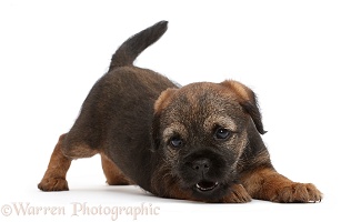 Playful Border Terrier puppy, 8 weeks old