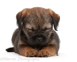 Border Terrier puppy, 8 weeks old, meditating