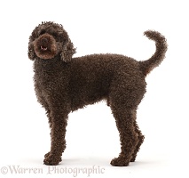 Poodle standing