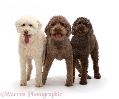 Two Lagotto Romagnolos and a Poodle