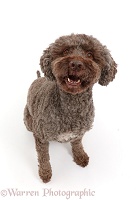 Lagotto Romagnolo dog sitting and barking