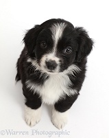 Black-and white Mini American Shepherd puppy looking up