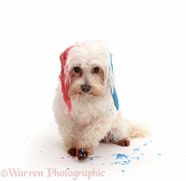 Dog with painted ears, ready to shake and spray