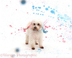 Dog painting by shaking and spraying
