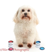 Dog with tins of paint