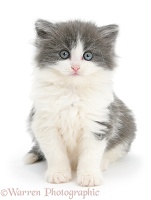 Grey-and-white kitten sitting