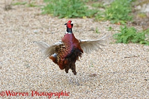 Cock pheasant crowing