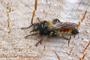 Robber fly (Laphria flava)