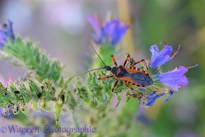 Assassin bug (Rhynocoris iracundus)