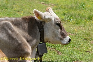 Cow with cowbell