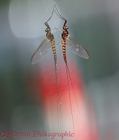 Mayfly with reflection