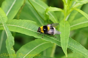 Hover Fly (Volucella bombylans) mimicking Bumblebee
