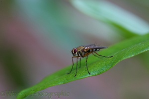 Tachinid fly 1