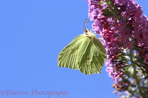 Brimstone Butterfly feeding on Buddleia