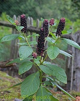 Indian Pokeweed berries