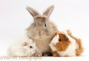 Young Sandy bunny and two Guinea pigs