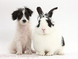 Cute Jack-a-poo dog puppy and rabbit