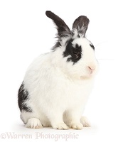 Black-and-white rabbit