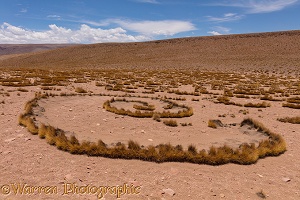 High Altiplano with tussock grass or Paja Brava