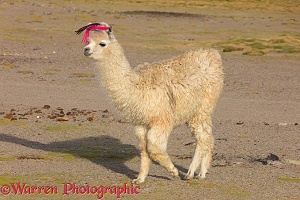 Llama with traditional brightly coloured woollen ear tags