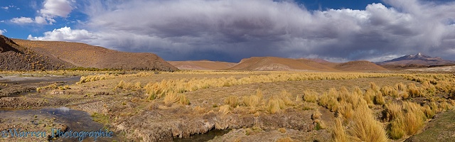 High Altiplano river with tussock grass or Paja Brava
