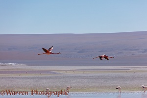 Andean Flamingos in flight
