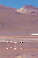 Andean Flamingos, Laguna Colorada, Bolivia