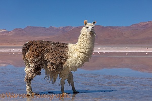 Llama standing in mud at the edge of Laguna Colorada, Bolivia