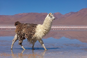 Llama walking in mud at the edge of Laguna Colorada, Bolivia