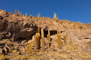 Pasacana Tree Cacti, Salar de Uyuni, Bolivia