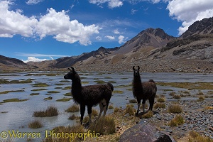Llamas by a glacial stream, Bolivia