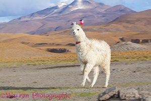 Llama running, Bolivia