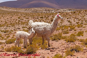 Llama mother and baby, Bolivia