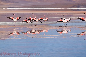 Andean Flamingos, Laguna Colorada, Bolivia